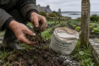 Gardener examining damp Breton soil beside agricultural lime in a vegetable garden.